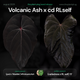 Anthurium Volcanic Ash x carladress RLself • germinated seeds
