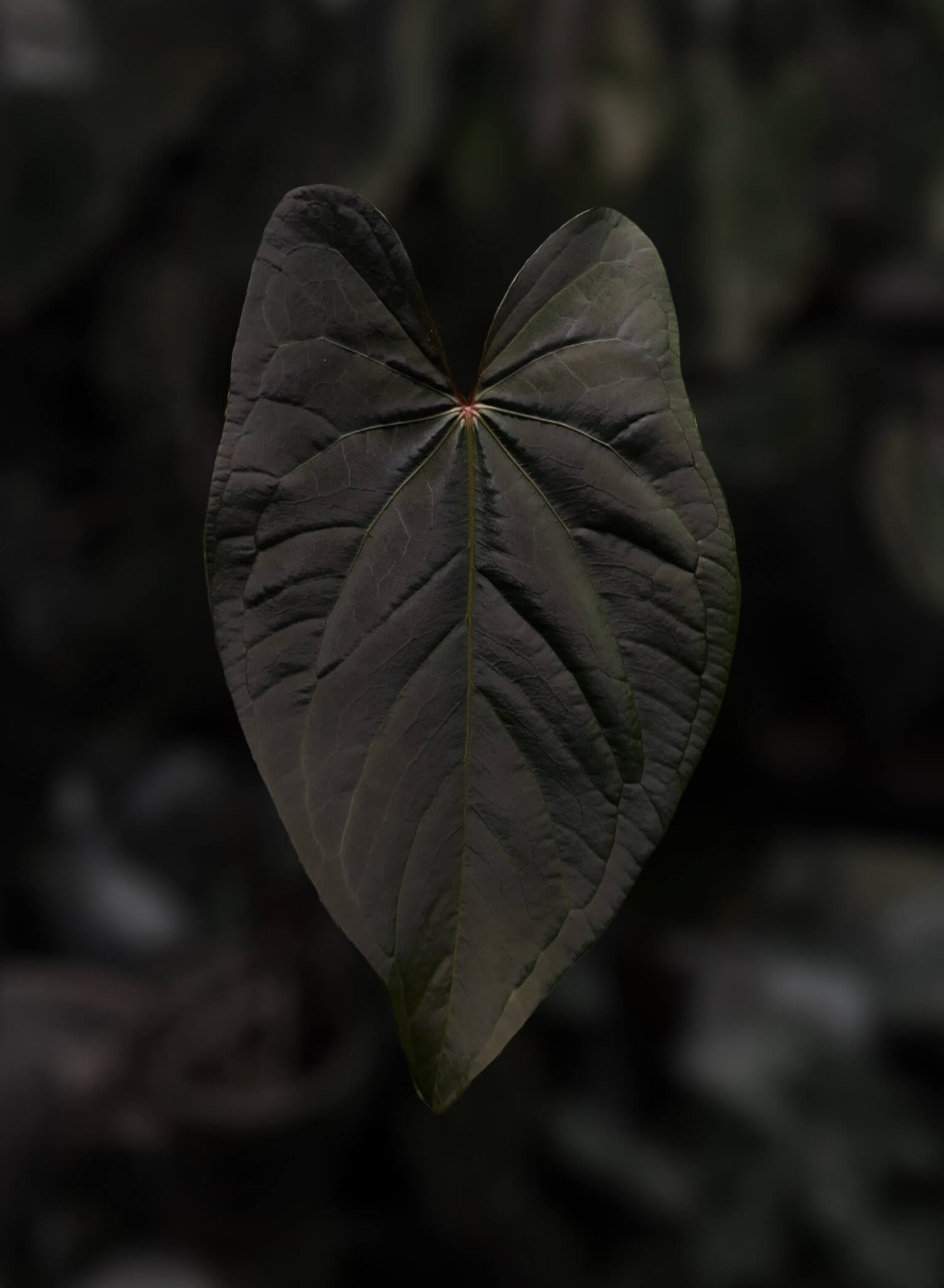 Anthurium [(pap x dress) x 'Waddle Noid'] #VolcanicAsh 🌋