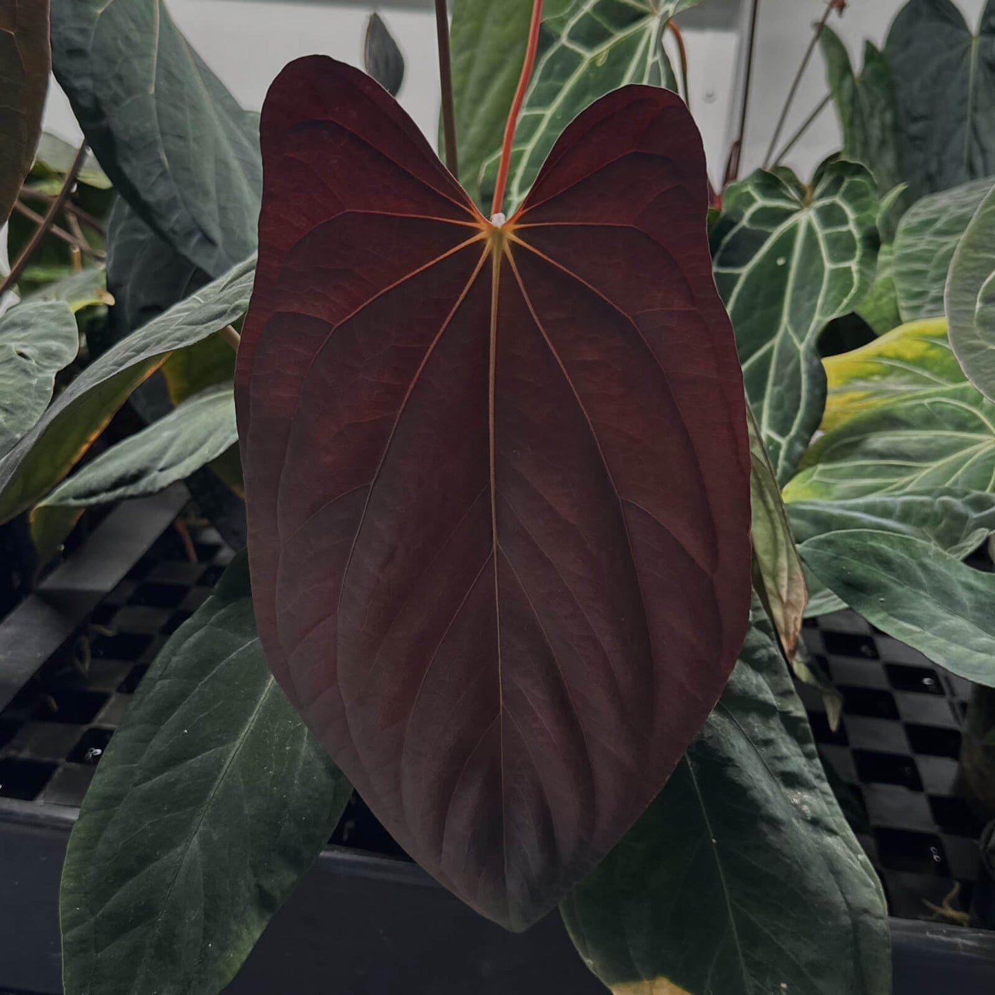 Anthurium Black dress x FS antolakii • germinated seeds