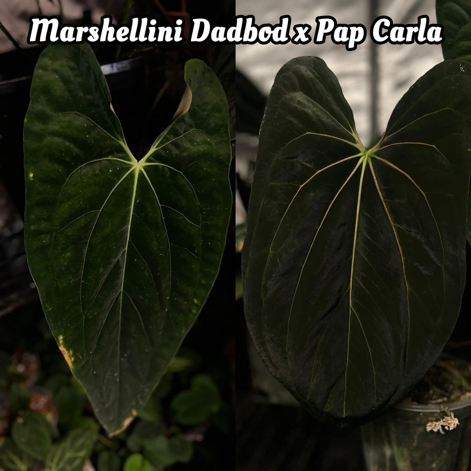 anthurium carlablackiae x papillilaminum Anthurium papillilaminum x (pap x carlablackiae) – The Plant Plug