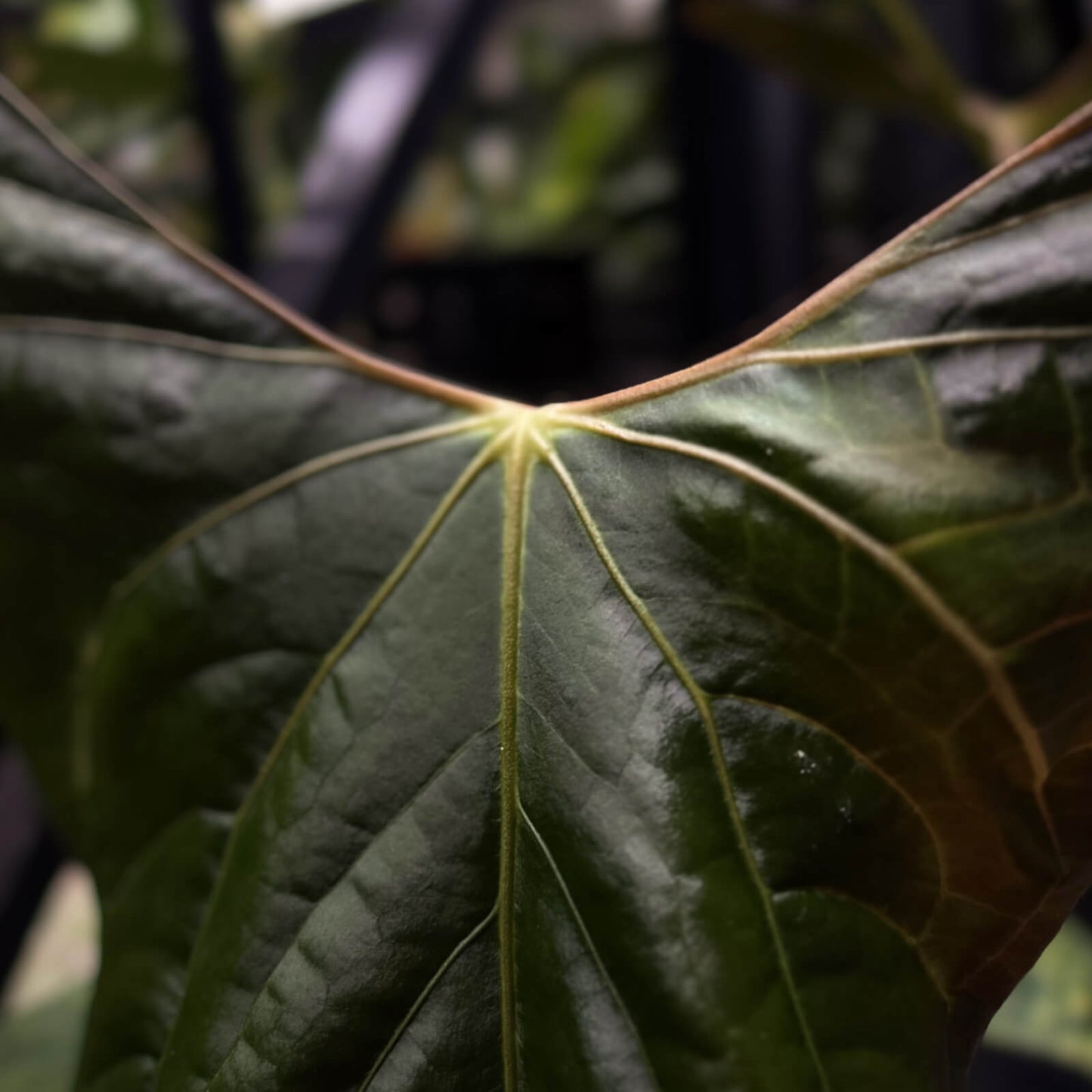 Anthurium pap och x dress RBC • germinated seeds