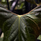 Anthurium pap och x dress RBC • germinated seeds