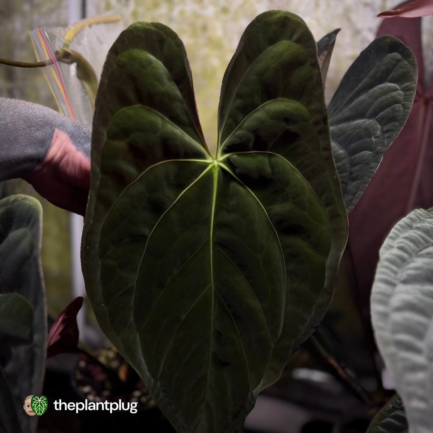 Anthurium papillilaminum 'TPP1'