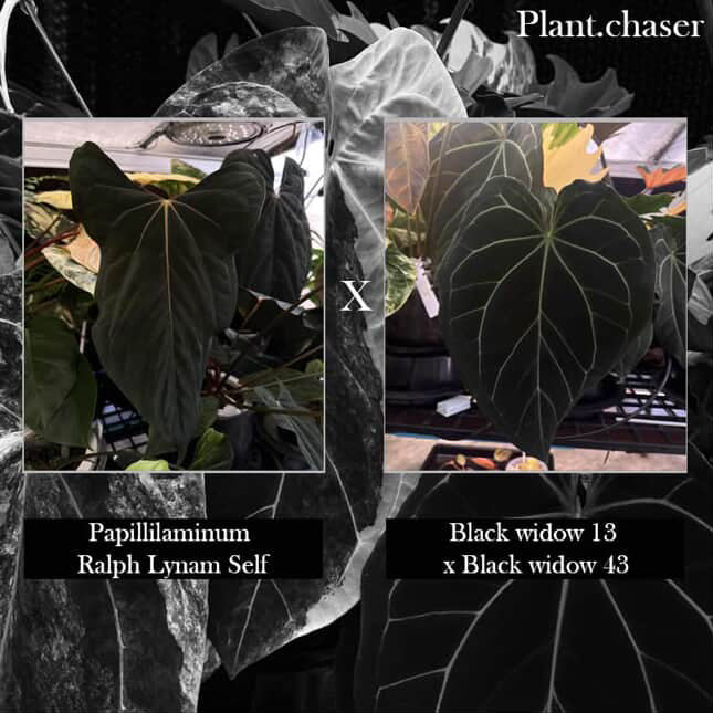 Anthurium papillilaminum 'RL' s1 x ('Black Widow')