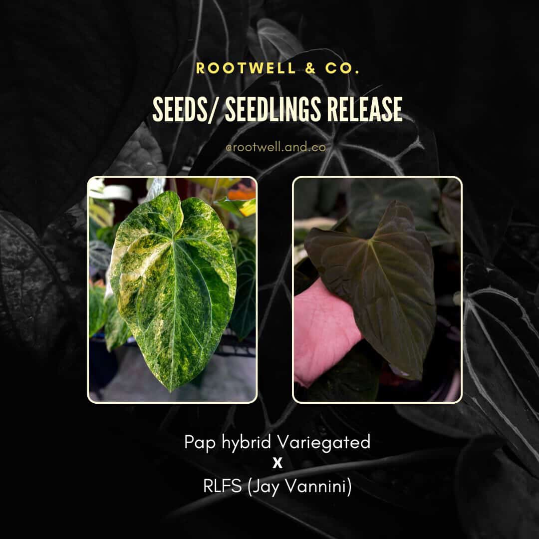 Anthurium papillilaminum hybrid x papillilaminum 'RLFS' • variegated ✨