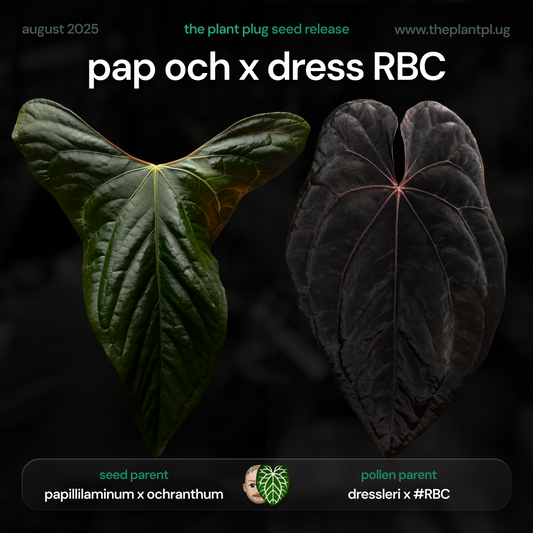 Anthurium pap och x dress RBC • germinated seeds