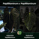 Anthurium papillilaminum • select holdback