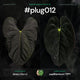 Anthurium #Plug012