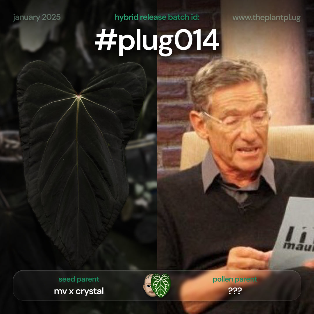 Anthurium #plug014 seeds