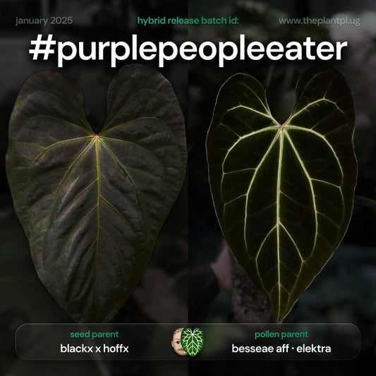 #purplepeopleeater - 5 germinated seeds