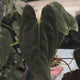 Anthurium papillilaminum ('Marshellini' x 'Dadbod') x 'RA8'