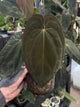 Anthurium antolakii / 'BVEP' x 'RVDP' • select