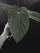 anthurium (dressleri 'RG' f2 x carlablackiae) x kunayalense 'RA7'