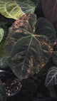 Anthurium 'Fruchoc' x antolakii ('Round' x 'Felix') • germinated seeds