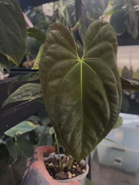 Anthurium papillilaminum 'MDB' x 'RA8'