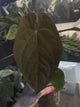 Anthurium (pap x dress) s1 x ‘Dropbear’ • select plant
