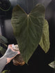 Anthurium #SealofStolas • XXL select holdback