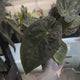 Anthurium papillilaminum x dressleri 'LAS' x 'JS'