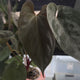 Anthurium #UluruDreams • select plant