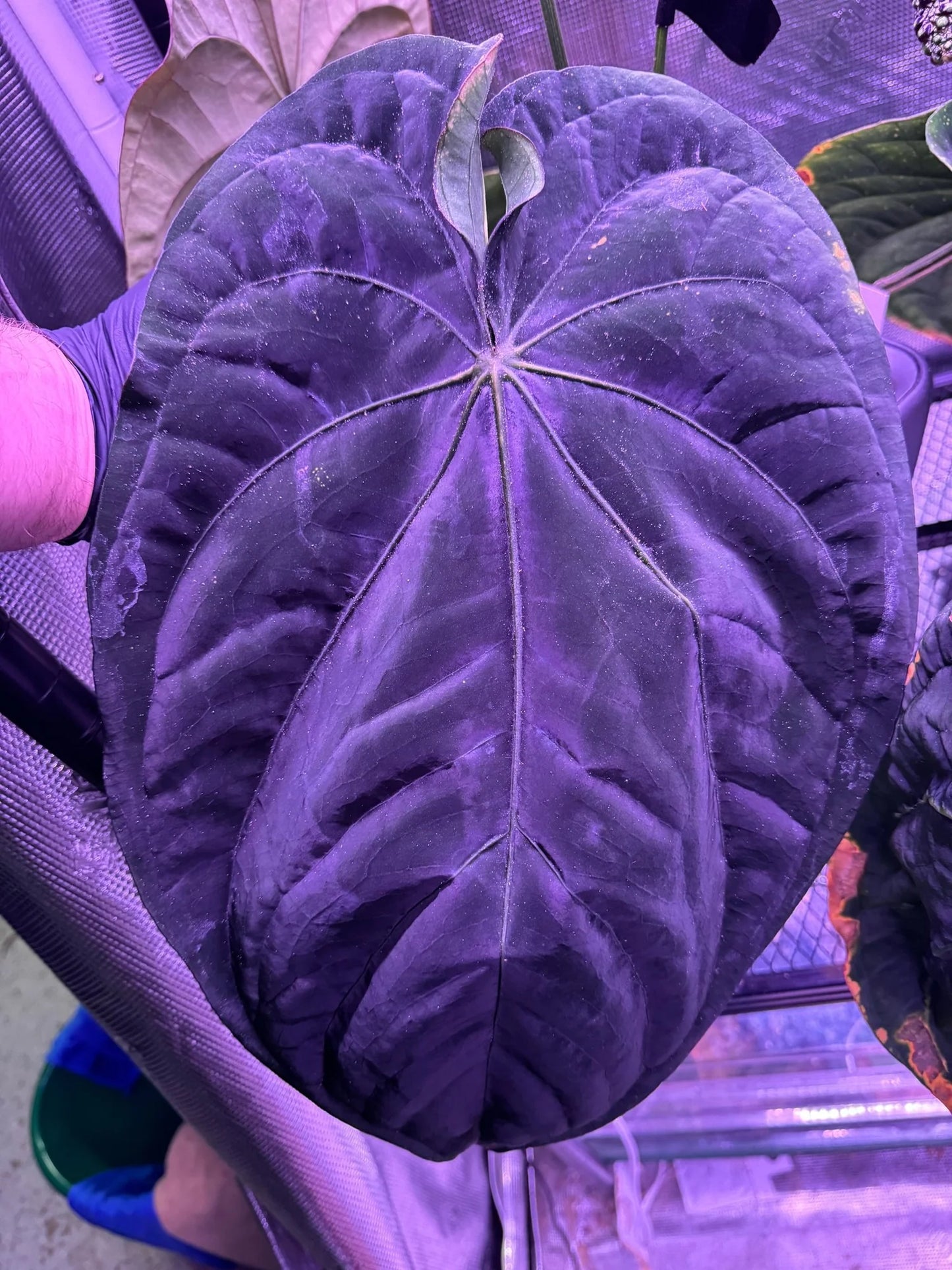 Anthurium dressleri 'RG'