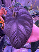 Anthurium dressleri 'RG'