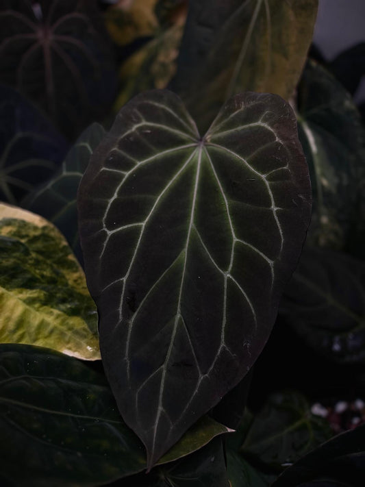 Anthurium magnificum hybrid 'Purple Mag 1' • select