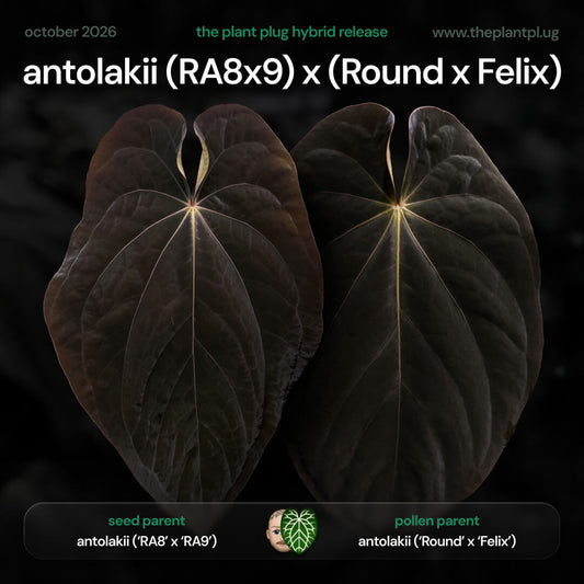 Anthurium antolakii [(RA8 x RA9) x (Round x Felix)] • germinated seeds