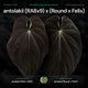 Anthurium antolakii [(RA8 x RA9) x (Round x Felix)] • germinated seeds