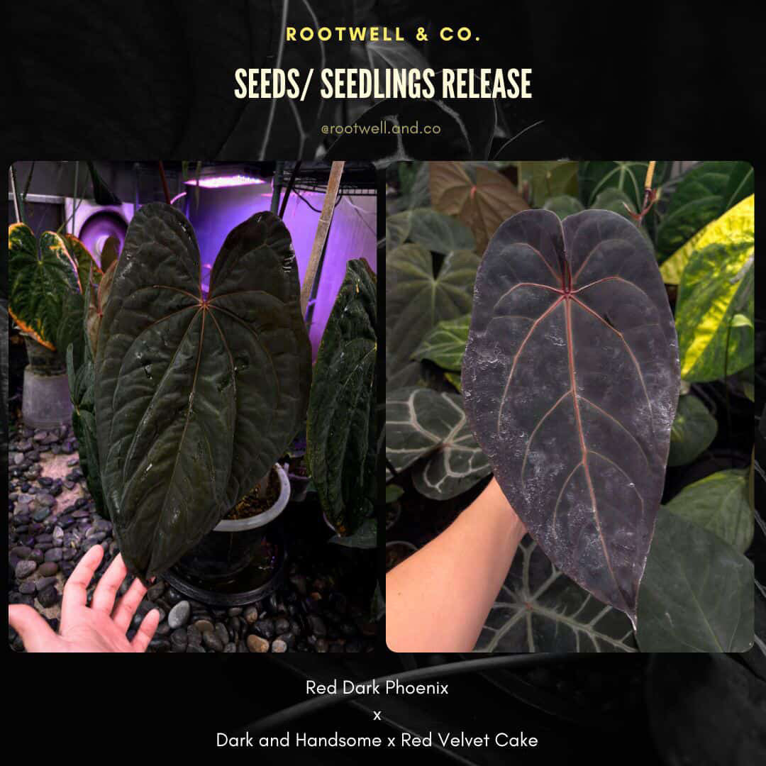 Anthurium 'RDP' x ('Dark & Handsome' x 'Red Velvet Cake')