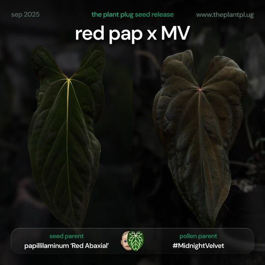 Anthurium Red Pap x Midnight Velvet • germinated seeds