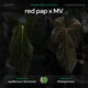 Anthurium Red Pap x Midnight Velvet • germinated seeds