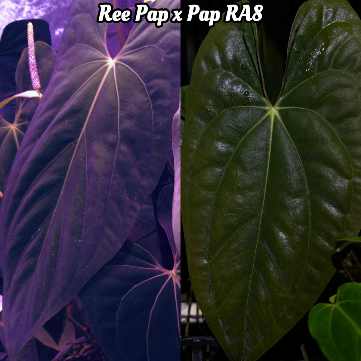 Anthurium Ree Pap Anthurium papillilaminum 'Ree Gardens' x – The Plant Plug