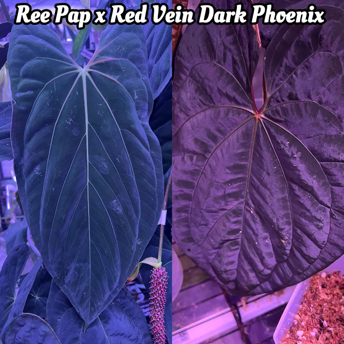 Anthurium Ree Pap Anthurium papillilaminum 'Ree Gardens' x – The Plant Plug