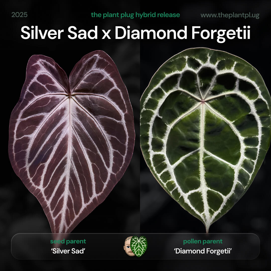 Anthurium 'Silver Sad' x 'Diamond Forgetii'