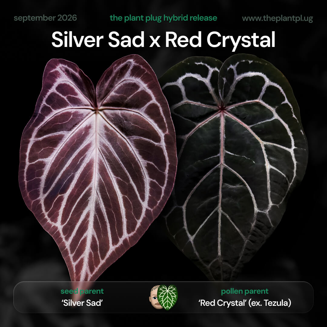 アガベ　SAD Anthurium Silver Sad x Red Crystal • germinated seeds – The Plant Plug