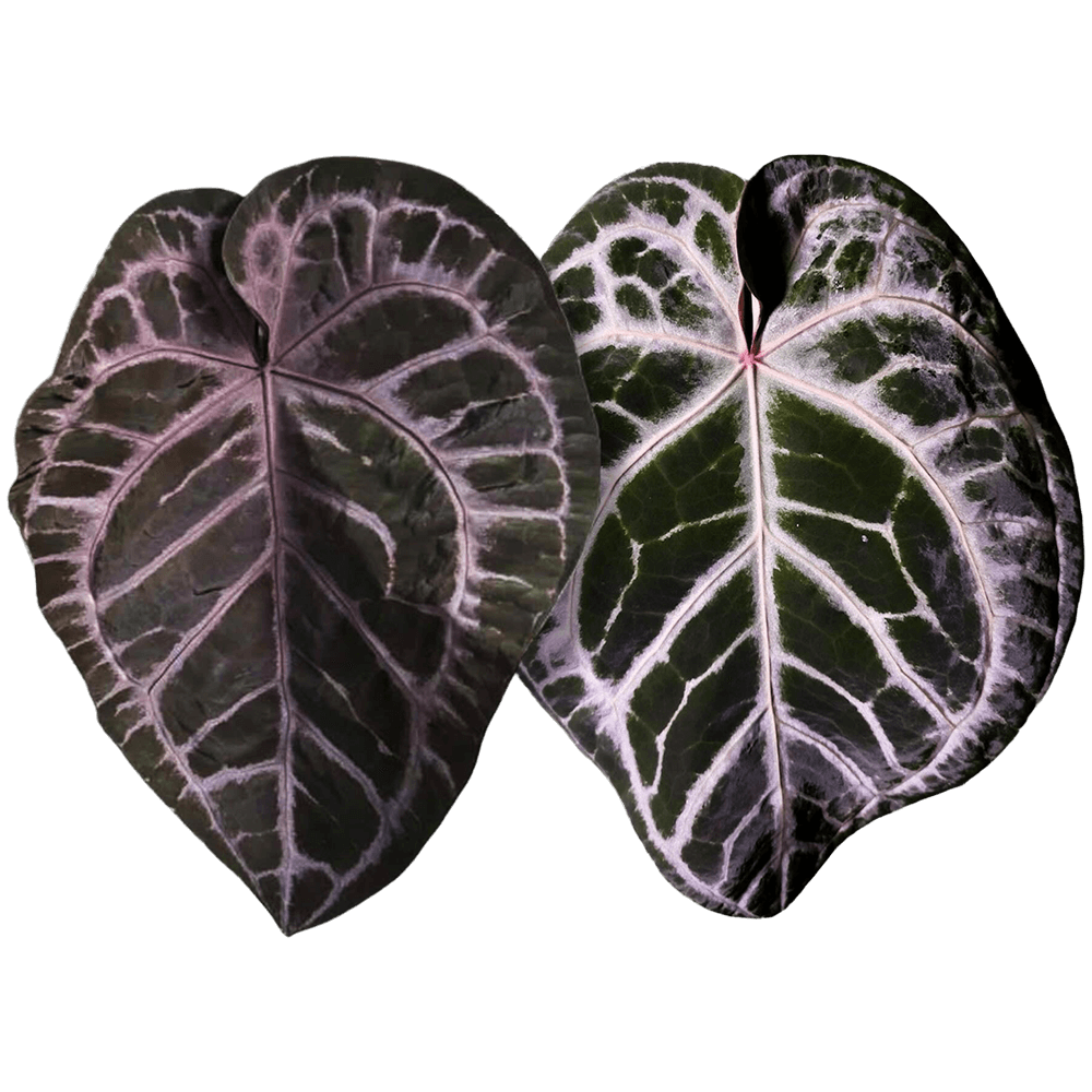 Anthurium 'SKG Purple' x ('Pink Lemonade' x 'Red Crystal') 💜