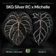 Anthurium SKG Silver RC x Michelle • germinated seeds