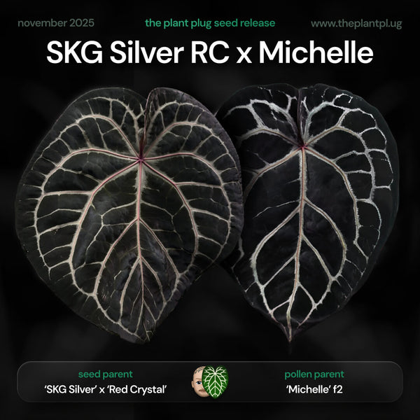 Anthurium SKG Silver RC x Michelle • germinated seeds – The Plant Plug