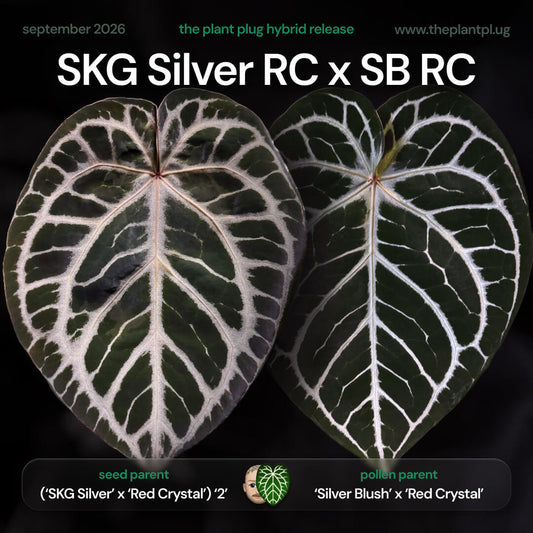 Anthurium SKG SIlver RC x Silver Blush RC • germinated seeds