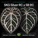 Anthurium SKG SIlver RC x Silver Blush RC • germinated seeds