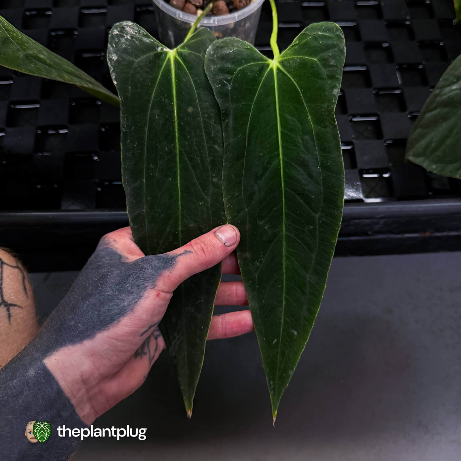 Anthurium papillilaminum ('FSRL' x 'FS' s1) s1 • dagger clone