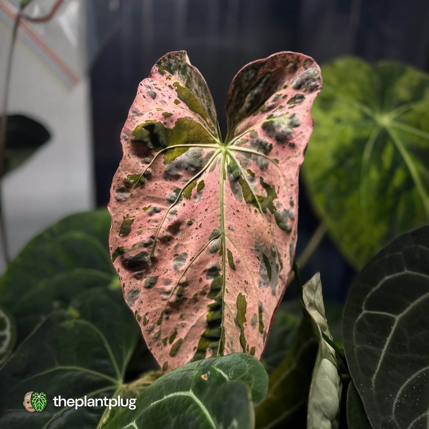Anthurium Strawberry Vomit x carladress RLs1 • germinated seeds