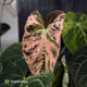 Anthurium Strawberry Vomit x carladress RLs1 • germinated seeds