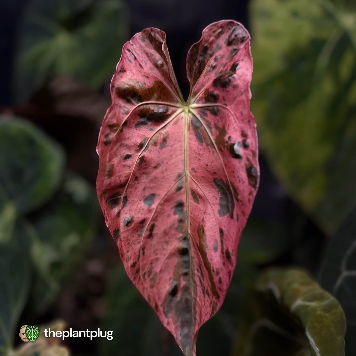 Anthurium Strawberry Vomit x carladress RLs1 • germinated seeds