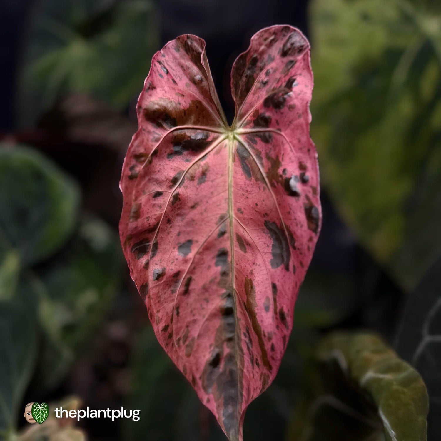 Anthurium Strawberry Vomit x carladress RLs1 • germinated seeds