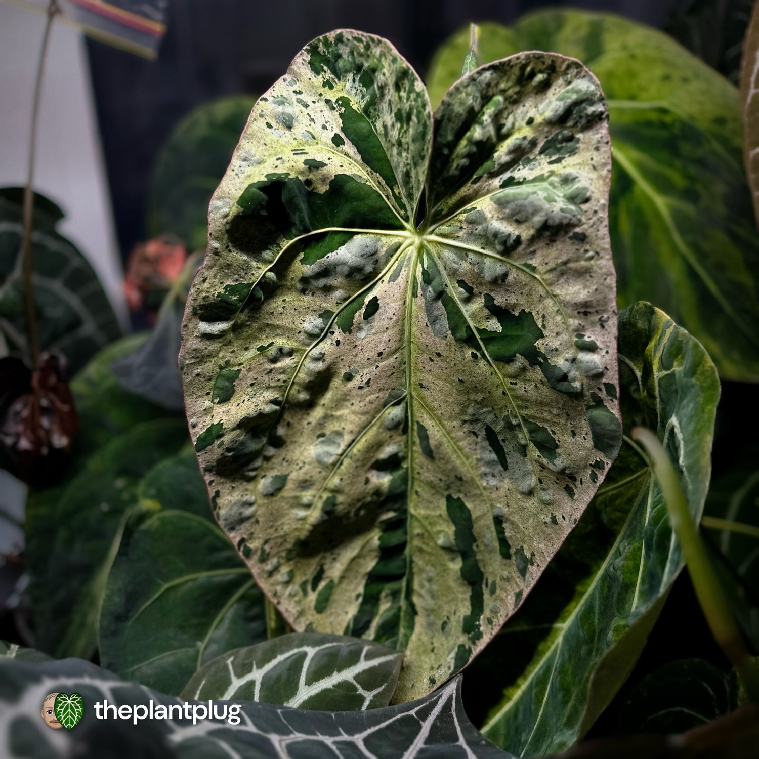 Anthurium Strawberry Vomit x carladress RLs1 • germinated seeds