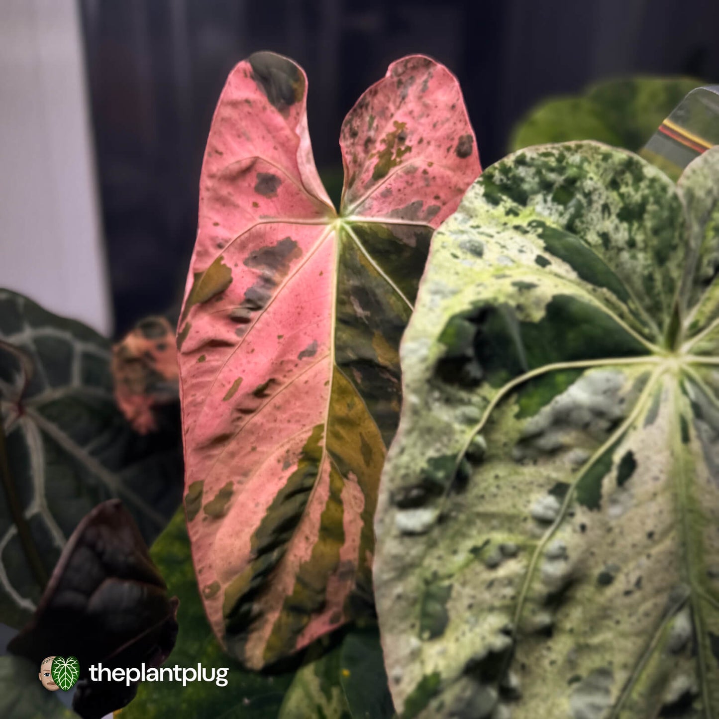 Anthurium Strawberry Vomit x carladress RLs1 • germinated seeds
