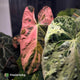 Anthurium Strawberry Vomit x carladress RLs1 • germinated seeds