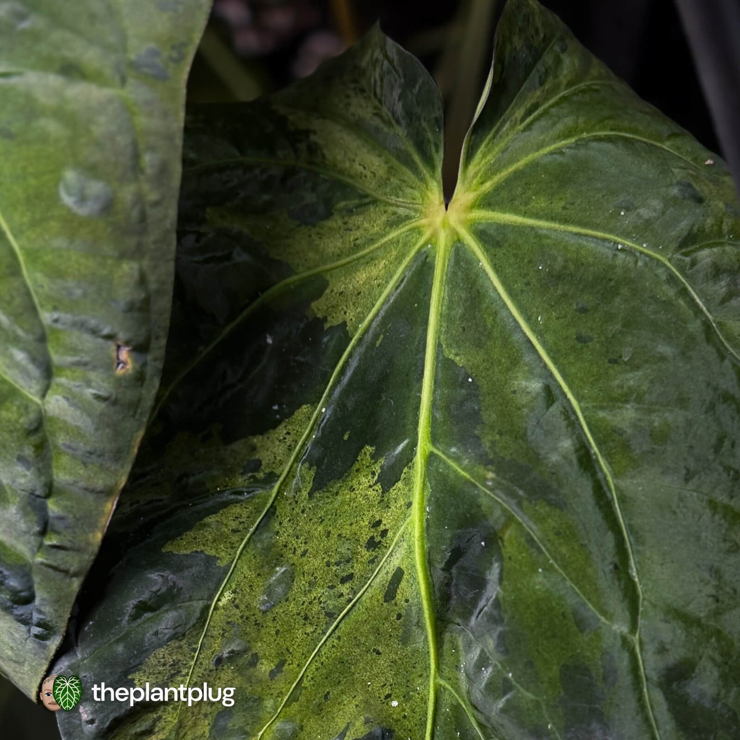 Anthurium Strawberry Vomit x carladress RLs1 • germinated seeds