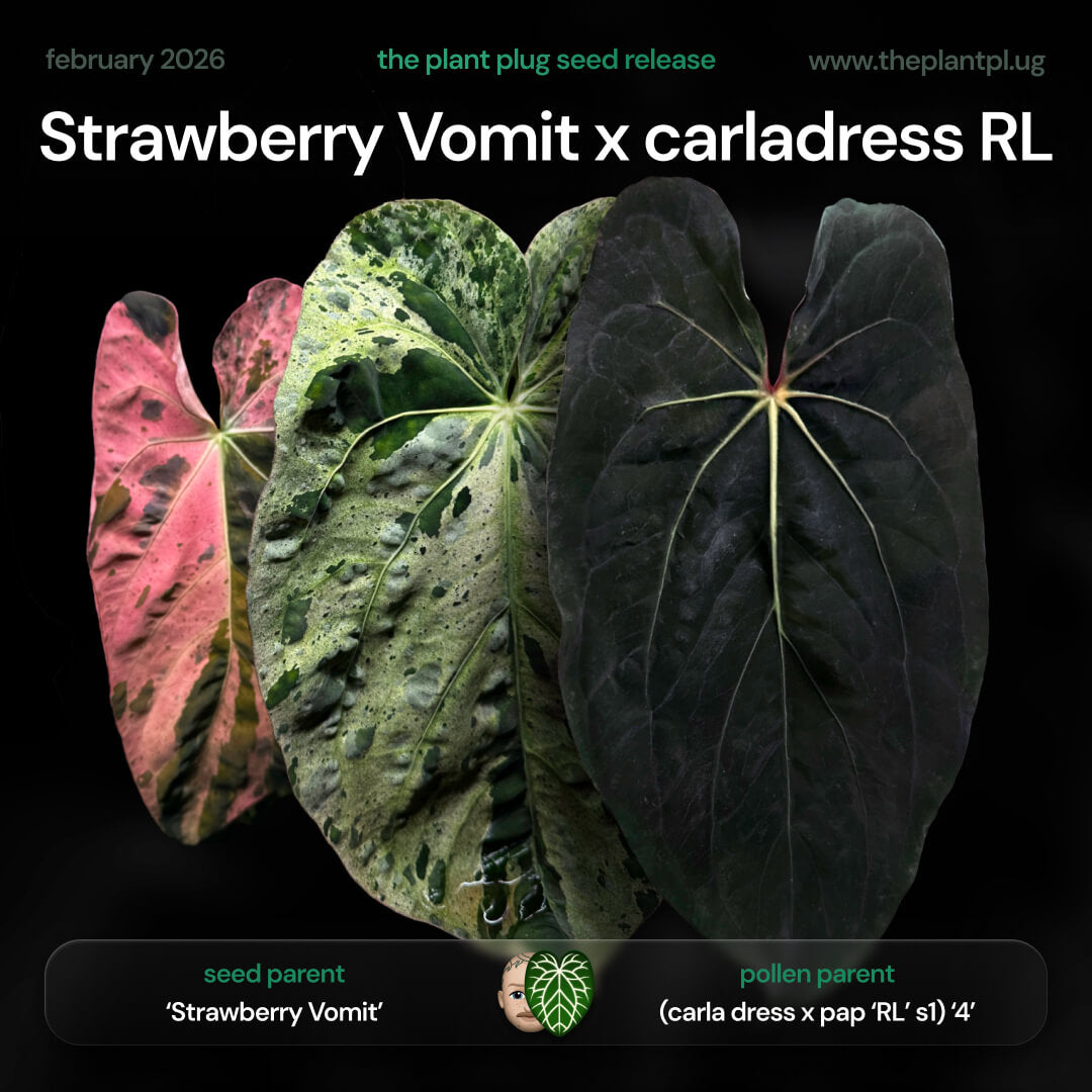 Anthurium Strawberry Vomit x carladress RLs1 • germinated seeds